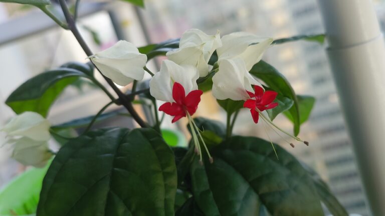 拈花弄月