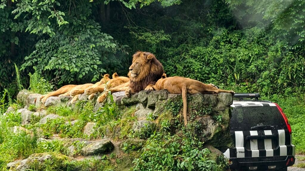 花千樹▪︎星如雨（三）：沒有富士山的動物園、Outlet和藍莓園